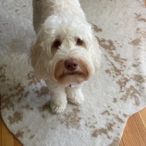 Meet your Posher, Caroline